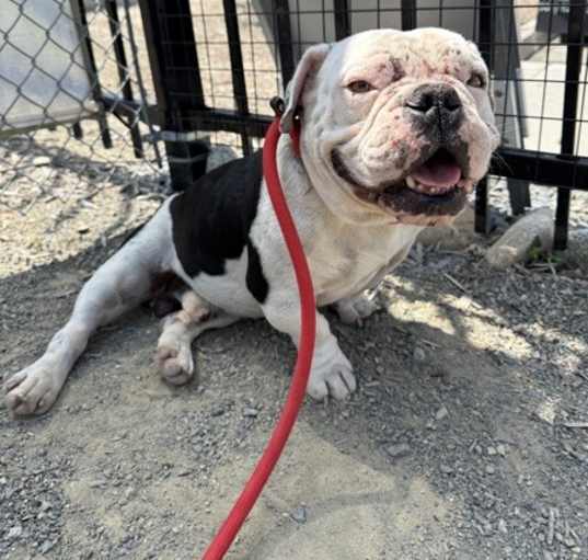Photo of Hercules*
