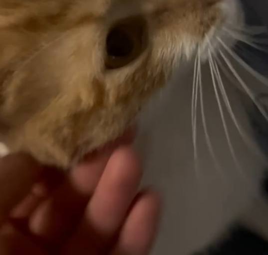 Photo of Spice