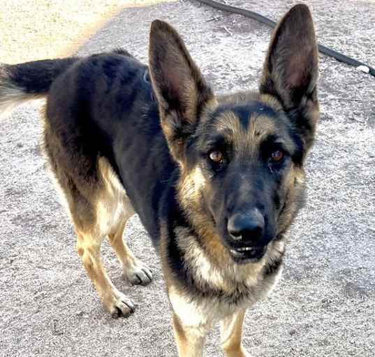 Photo of Lola