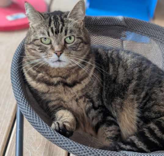 Photo of Kit Kat
