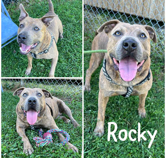 Photo of Rocket AKA Rocky