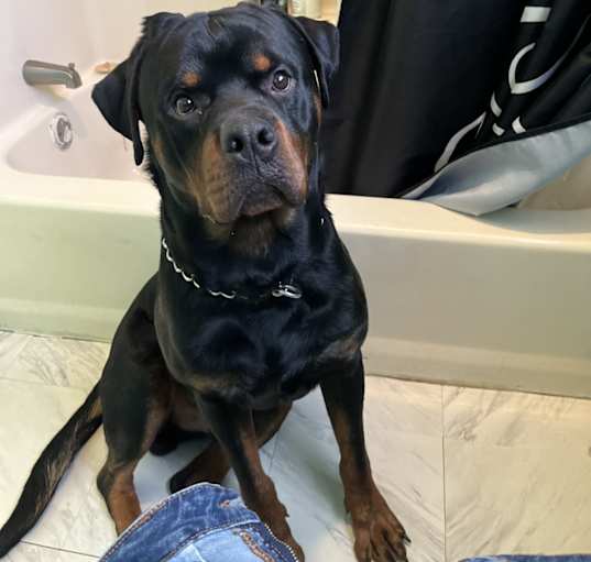 Photo of Rocko