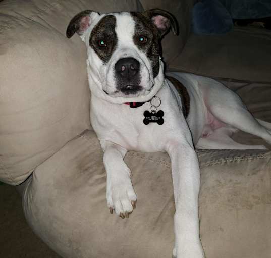 Photo of Petey