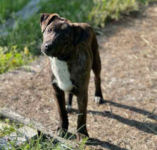Photo of Sweetie 