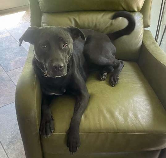 Photo of Hannah - Foster to Adopt (Pending