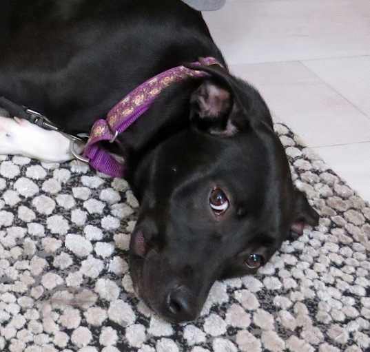 Photo of Violet
