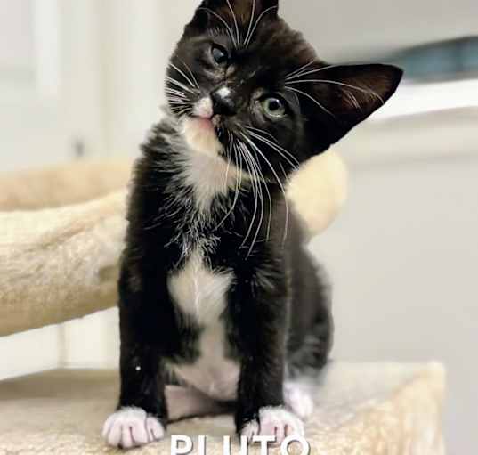 Photo of Pluto- RC PetSmart