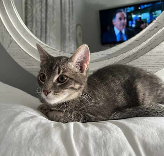 Photo of Dezi