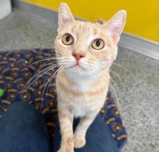 Photo of Chai