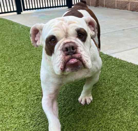 Photo of Cookie