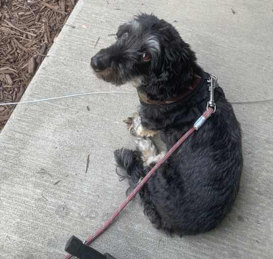 Photo of Milo