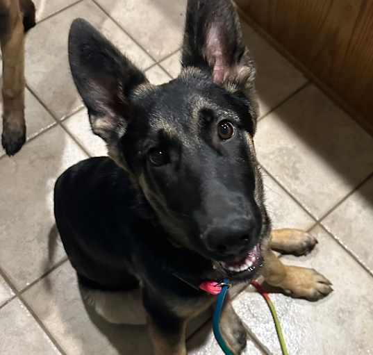 Photo of Duke 