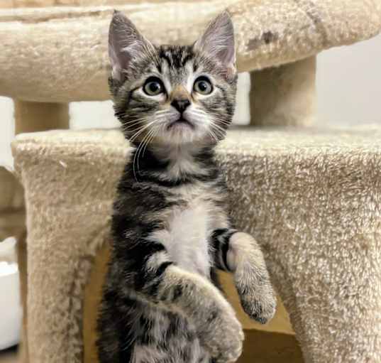 Photo of Mercury- RC PetSmart