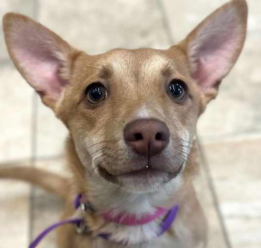 Photo of Princess
