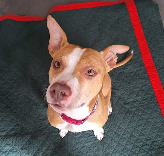 Photo of Pippa (and Cooper)