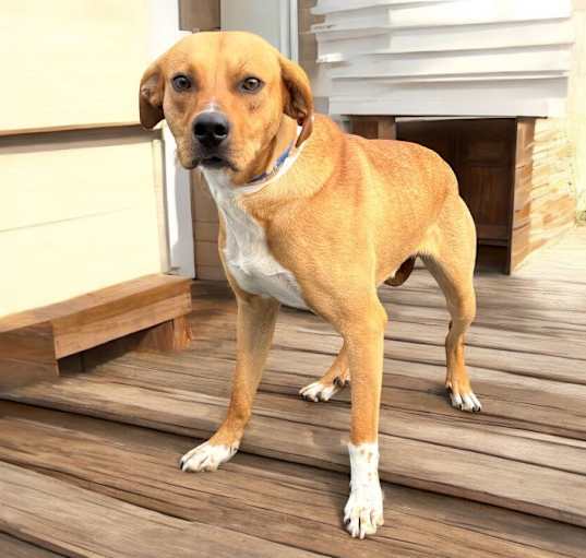 Photo of Mojo