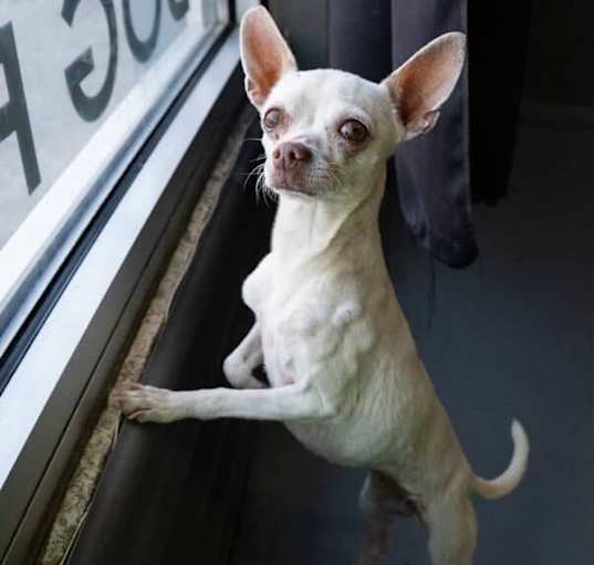 Photo of Pearl