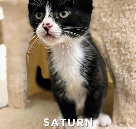 Photo of Saturn- RC PetSmart