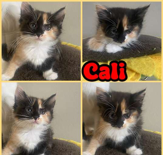 Photo of CALI