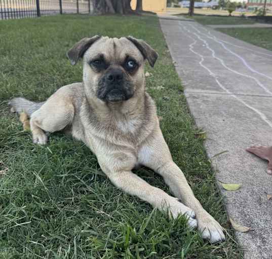Photo of Otis