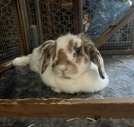 Photo of Agatha