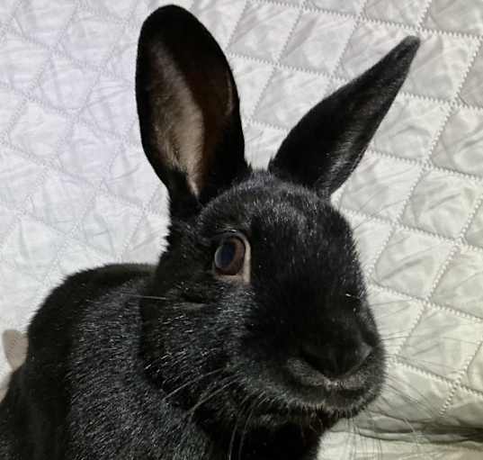 Photo of Daffodil