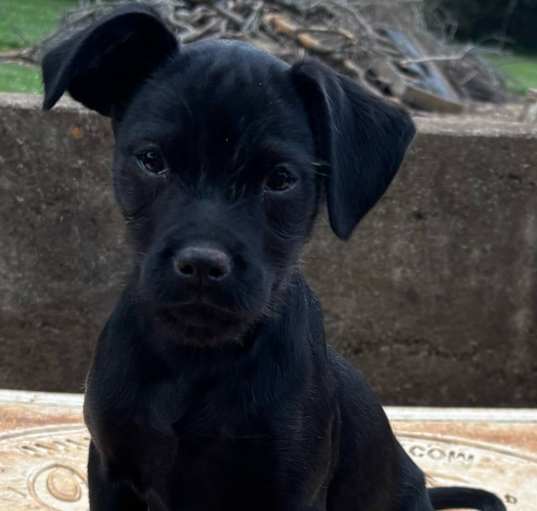 Photo of Terrier/Chi Litter