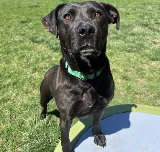 Photo of Blacky
