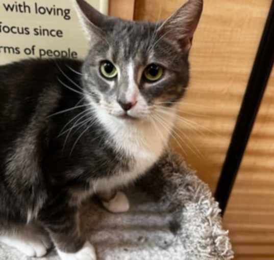Photo of Olive