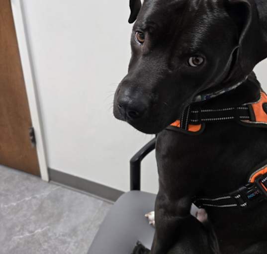 Photo of Shadow