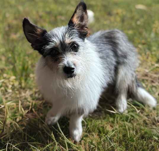 Photo of Penny