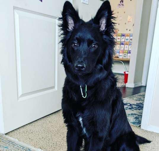Photo of Ranger