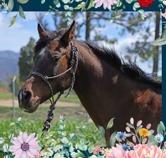 Photo of ANAIA