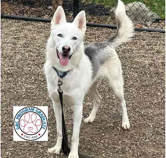 Photo of Comanche