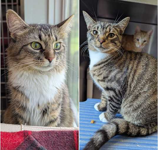 Photo of Valentine & Cupid