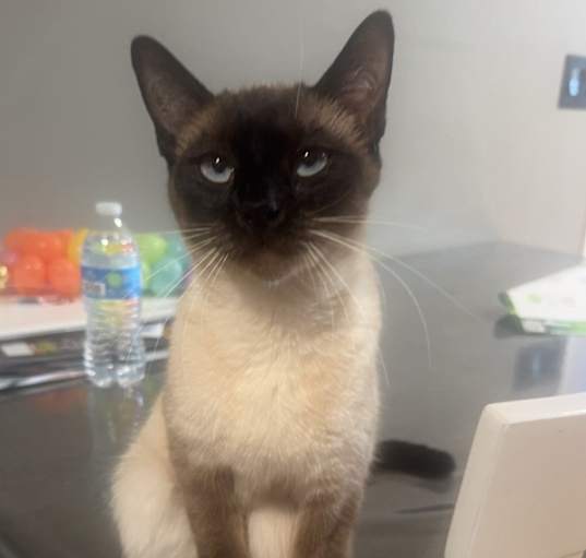 Photo of Chloe