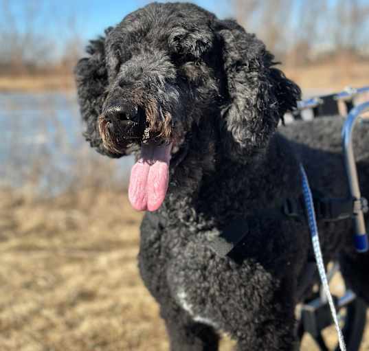 Photo of Tango