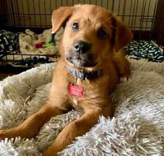 Photo of Caramel