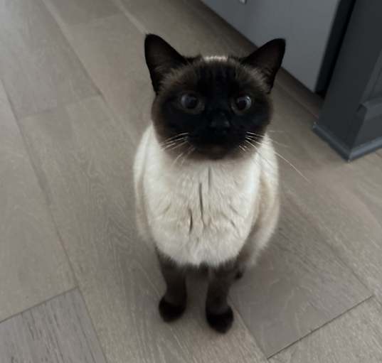 Photo of Birdie