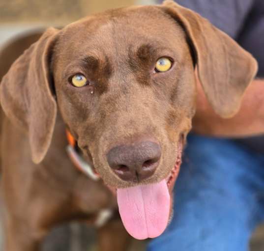 Photo of Timber