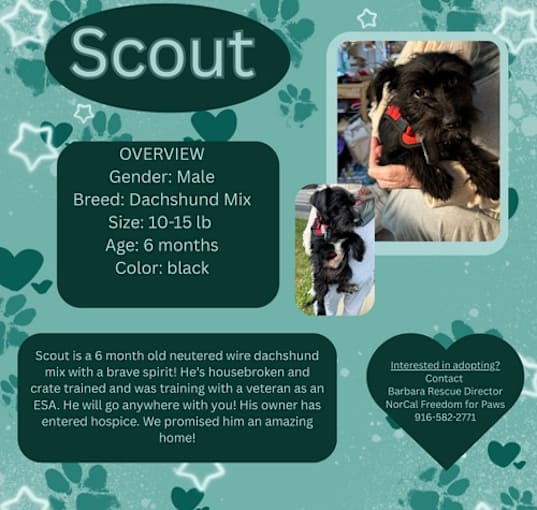 Photo of Scout