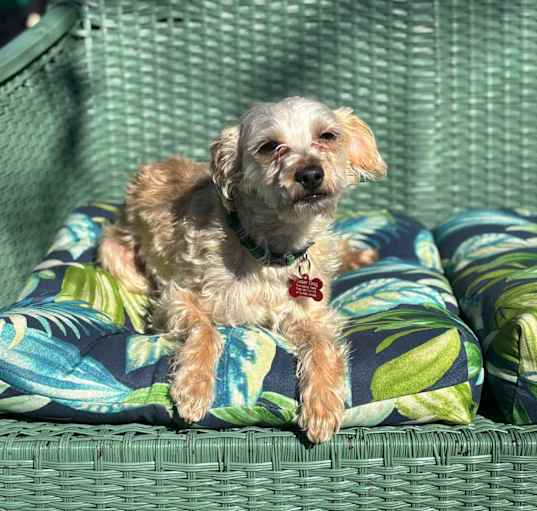 Photo of Buddy