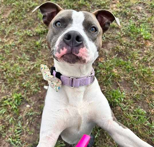 Photo of Flint 