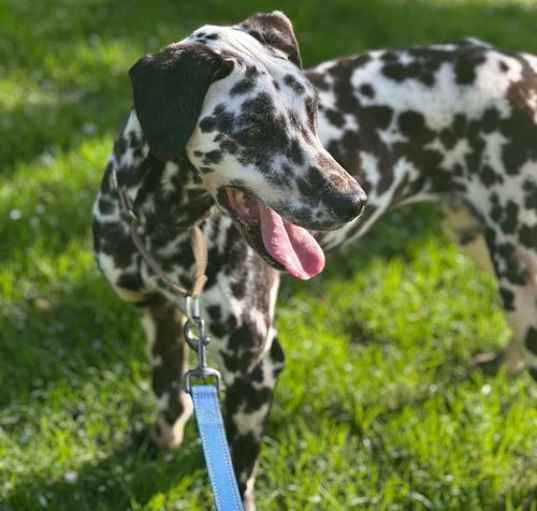Photo of OLLIE BOB