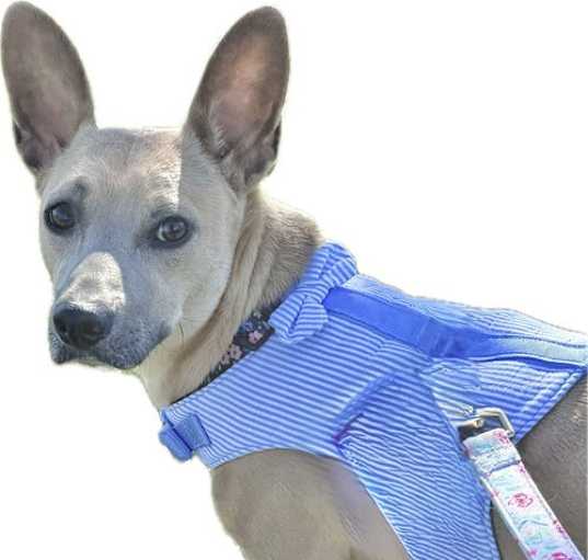 Photo of Trixie
