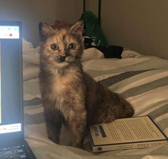Photo of Kahlua