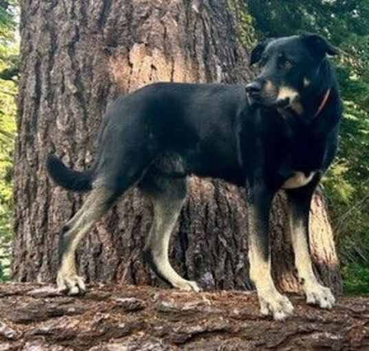 Photo of Kodi (GA)