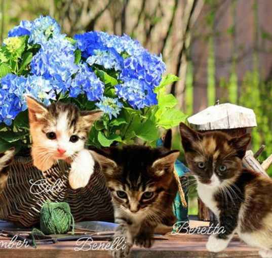 Photo of Colt *kitten*