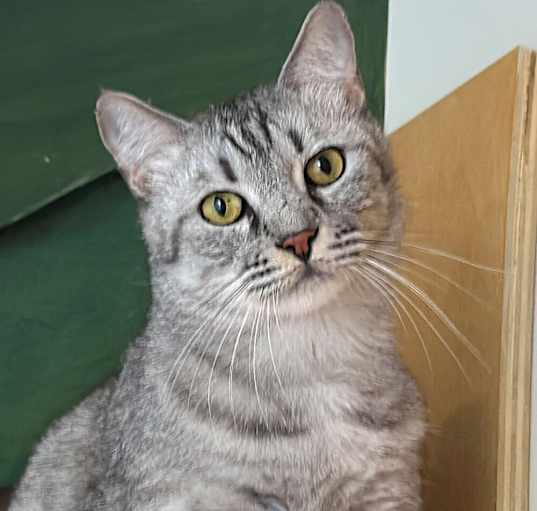 Photo of Silver