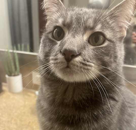 Photo of Leo